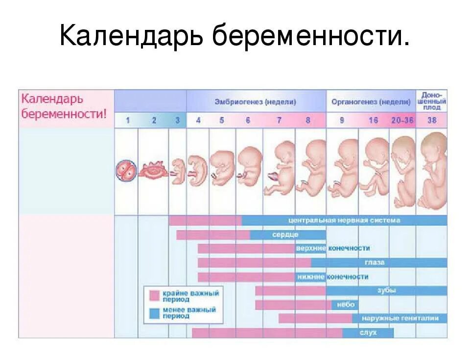 Периоды беременности по неделям с картинками. Сроки развития ребенка при беременности по неделям. Схема развития ребенка по неделям. Таблица развития ребенка в утробе матери по неделям.