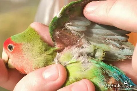 Аллергия на попугая