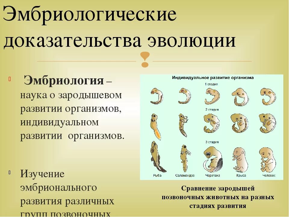 Сравните особенности размножения и развития позвоночных животных. Эмбриональные доказательства эволюции животных. Теория Дарвина доказательство эмбриологические. Эмбриологические доказательства эволюции таблица.