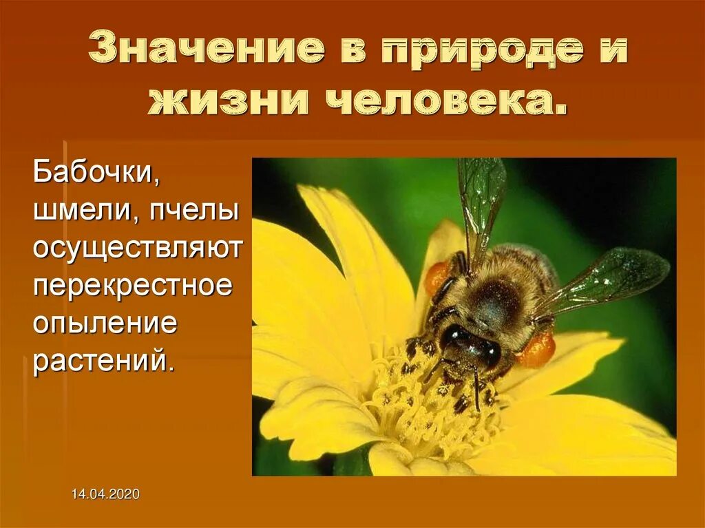 Пчелы и шмели тип взаимоотношений. Значение пчел в жизни человека. Роль пчел в природе и жизни человека. Роль пчелы в жизни человека. Значение пчёл в природе и жизни человека.