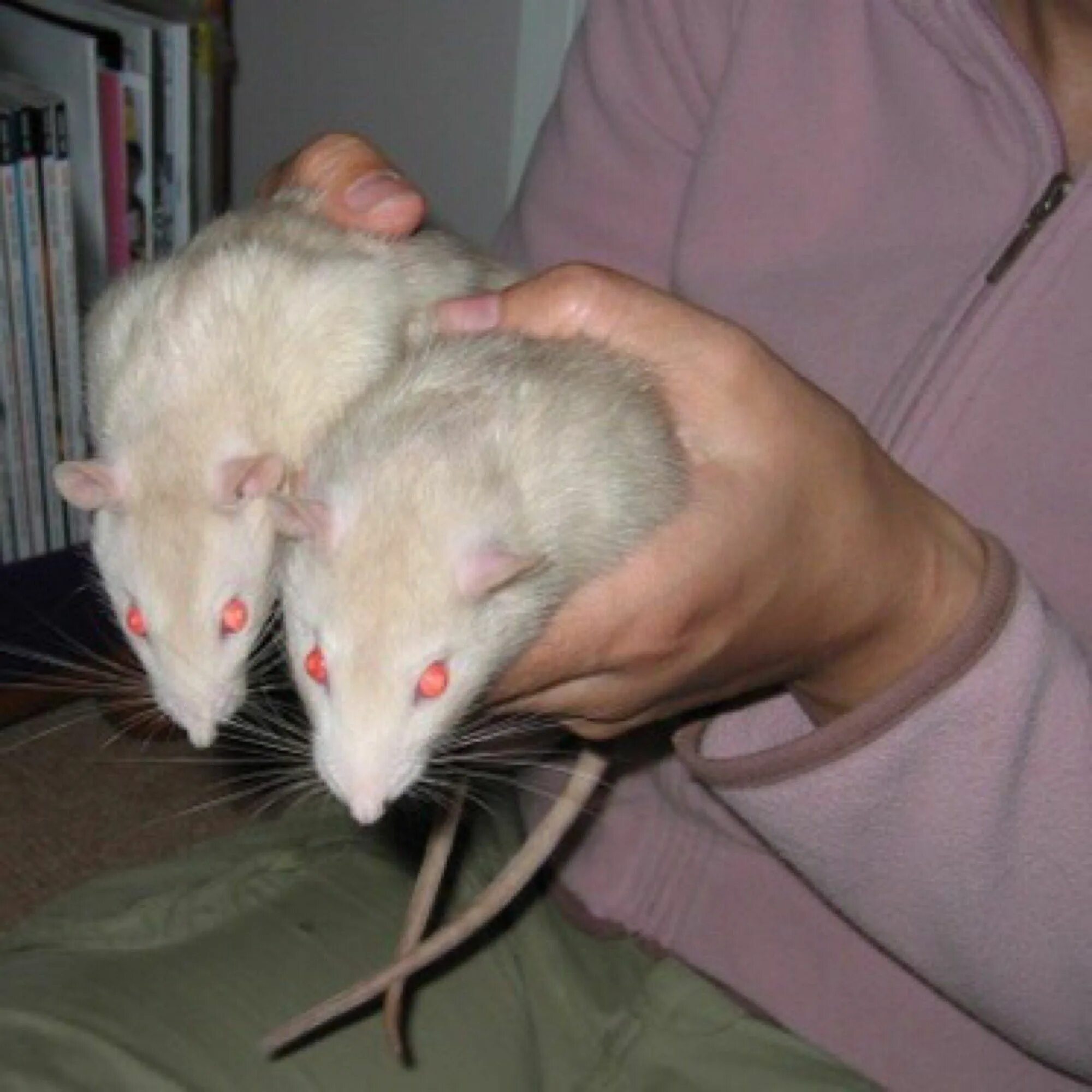 Rat meme