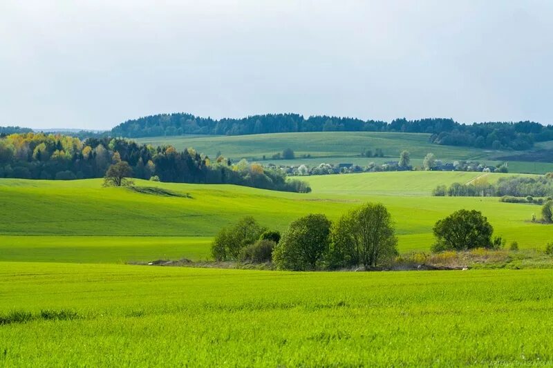 Картинки БЕЛ ПОЛЕ КУРСК