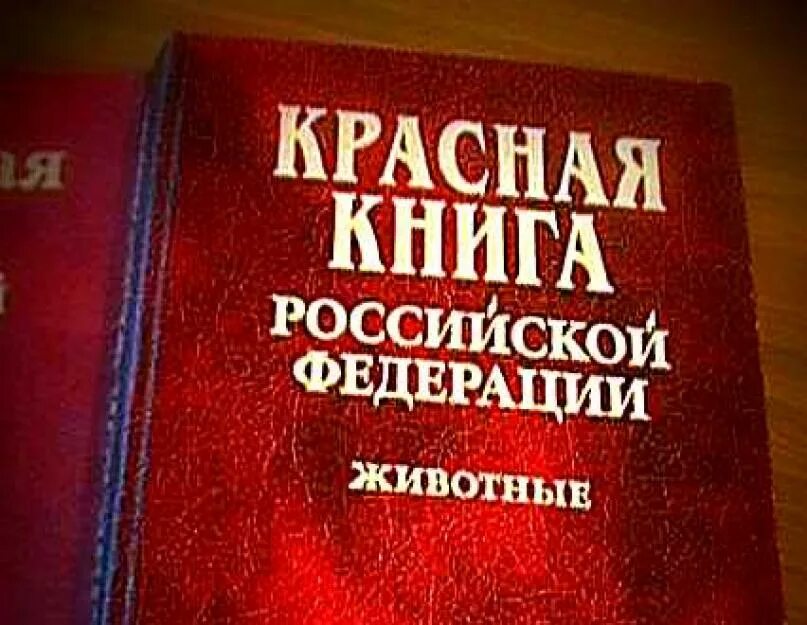 Красная книга о том. Красная книга России. Красная книга Российской Федерации. Красная книга Российской Федерации животные. Красная книга обложка.