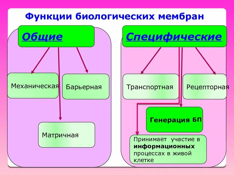 Специфические функции биологических мембран. Барьерная функция биологической мембраны. Функции биологических мембран: матричная, транспортная, барьерная.. Специфические функции мембраны.