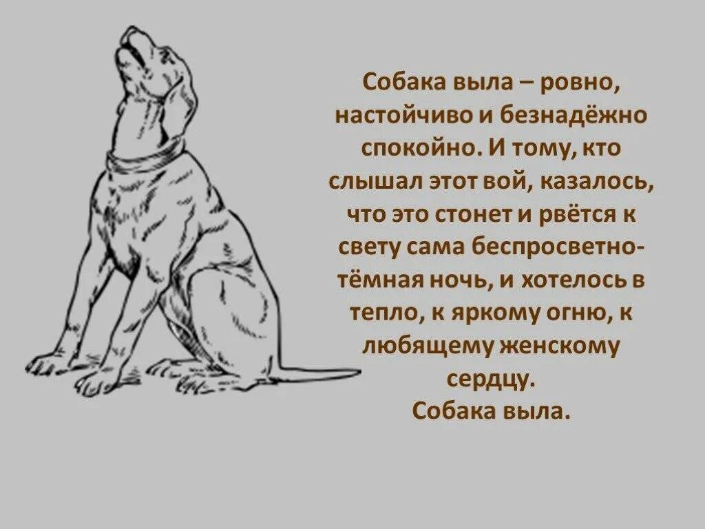 Почему собаки воют. Зачем собаки воют по ночам. Почему собака воет по ночам. Собака выла, собака выла. Скулит соседская собака