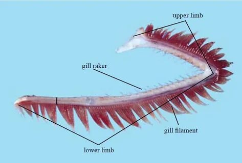 Gills