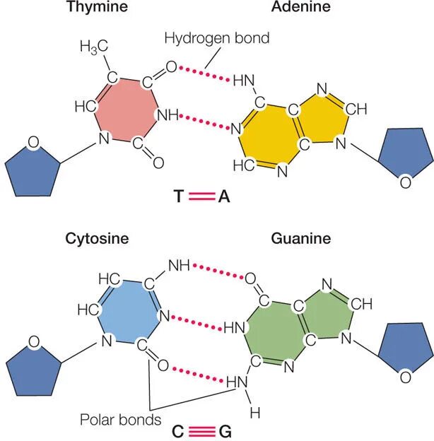 Аденин Тимин. Hydrogen Bonds between nitrogenous Bases. Цикл трикарбо Тимин. Ademine-thymine hydrogen Bonds.