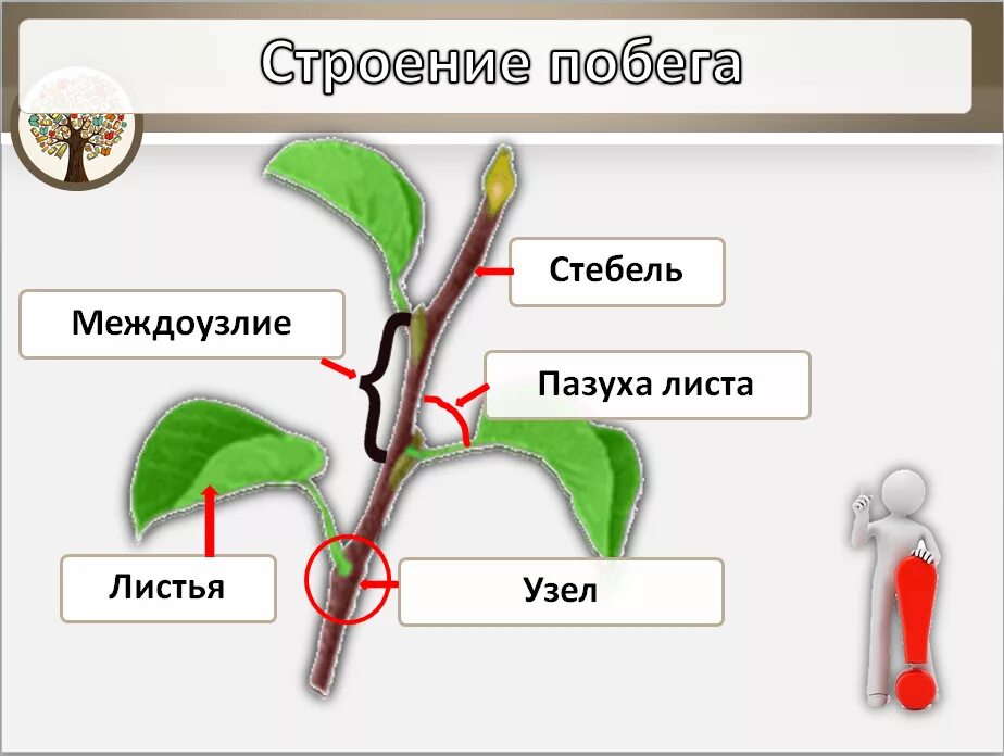 Побег лист корень междоузлия