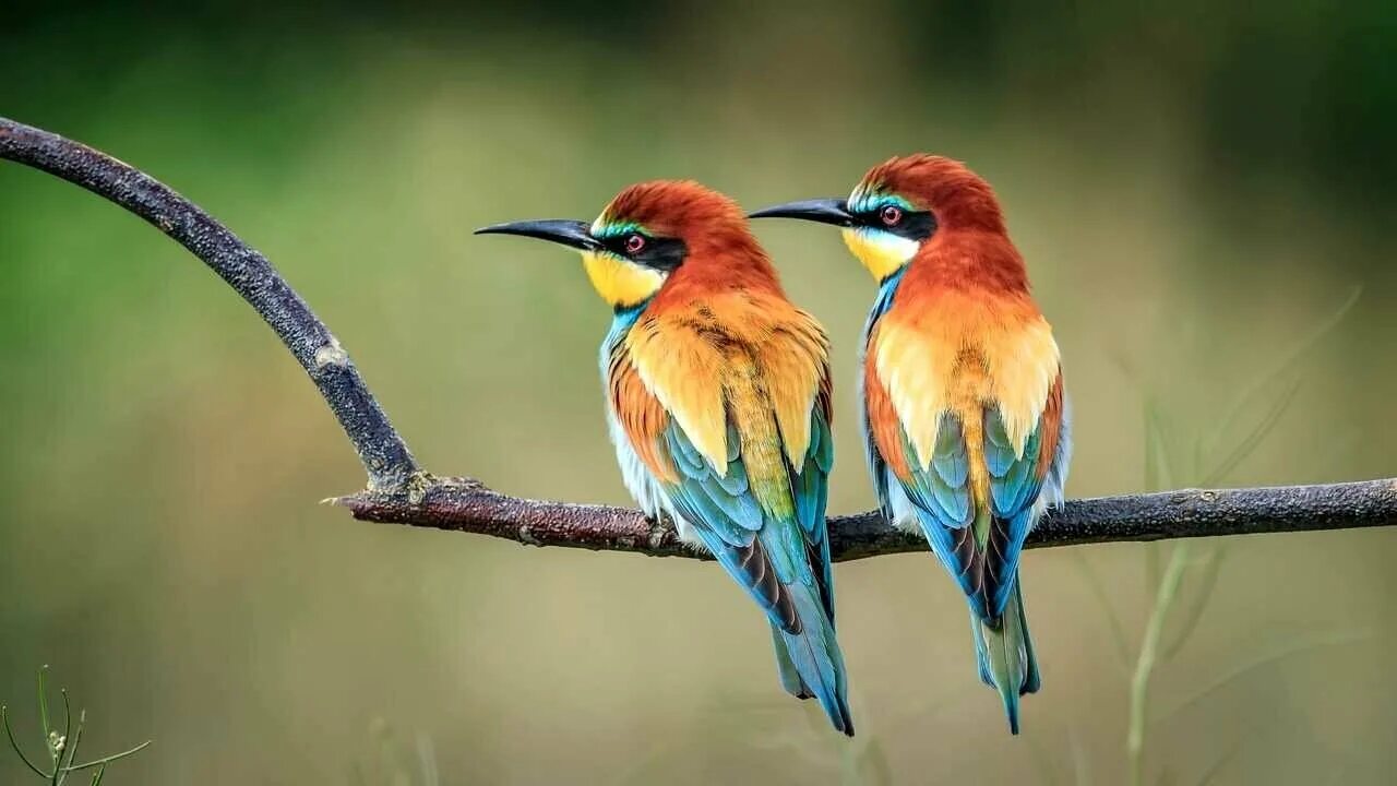 European Bee-eater (Merops apiaster). Birds of Siberia.