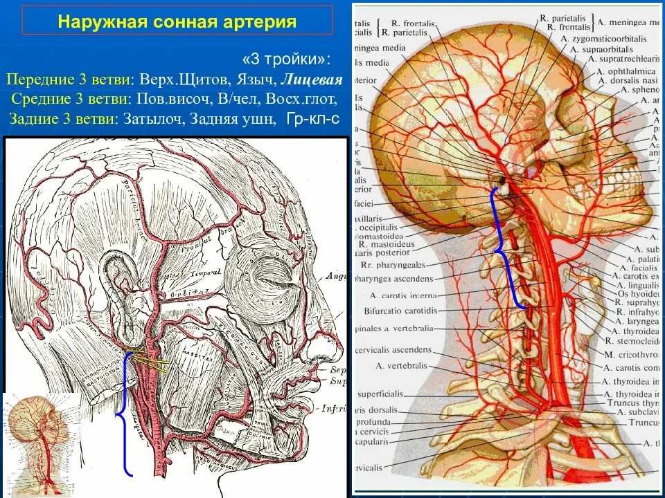 Анастомозы артерий головы. Анастомозы наружной сонной артерии. Кровоснабжение головы и шеи. Ветви наружной сонной артерии. Сонные артерии на лице