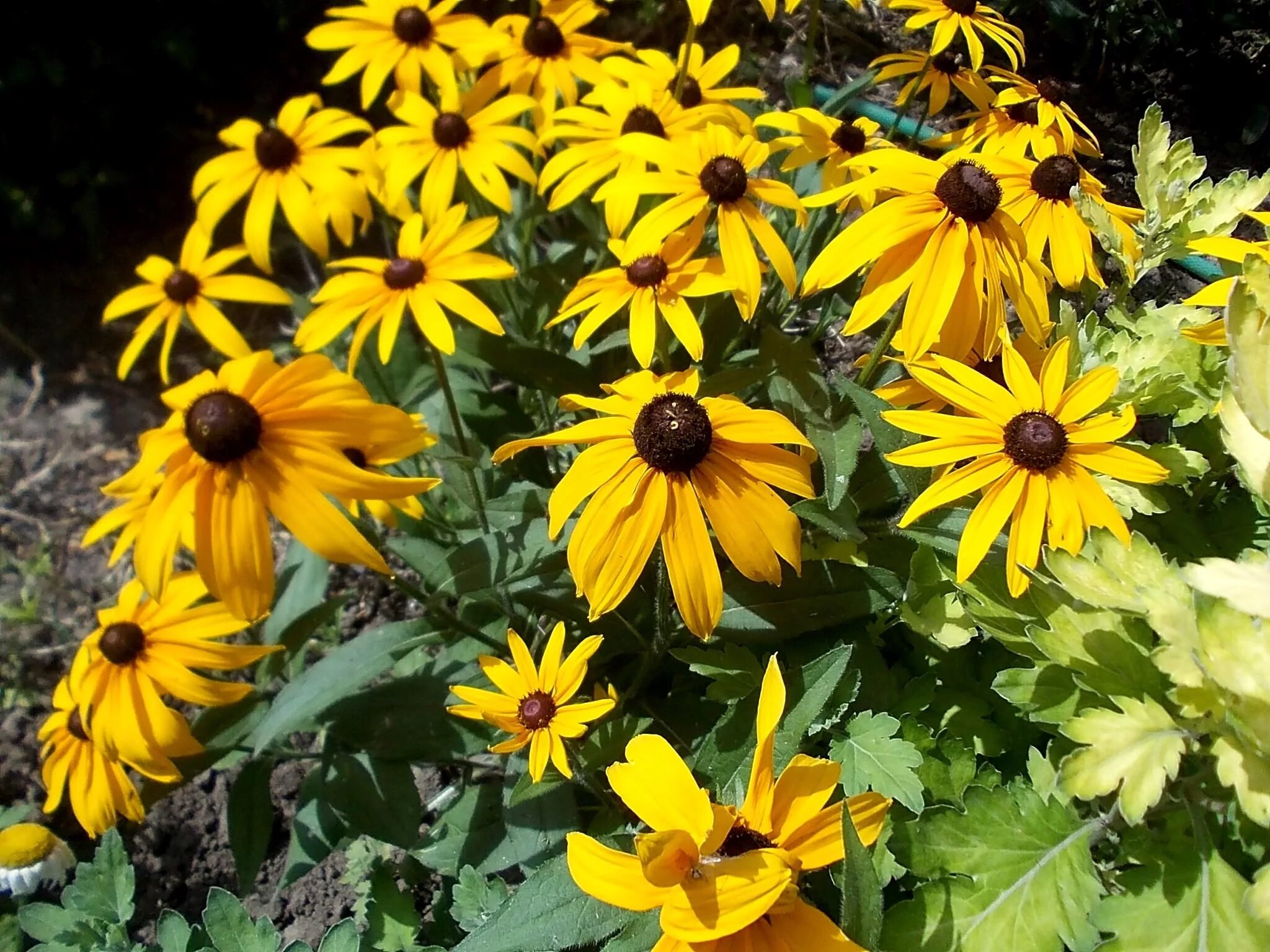 Рудбекия блестящая Goldsturm. Рудбекия блестящая (Rudbeckia fulgida `Goldsturm`). Рудбекия блестящая