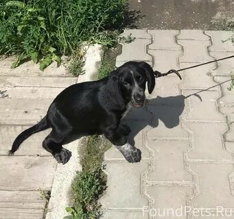Здоровья животных волгоградская 86
