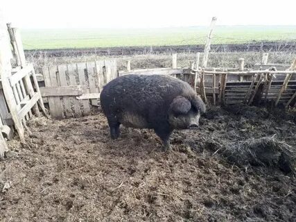 Сельхоз животные в луганске