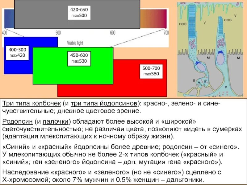 650 420. Йодопсин типы. Родопсин и йодопсин. Йодопсин чувствителен к красному зелёному и синему цветам.