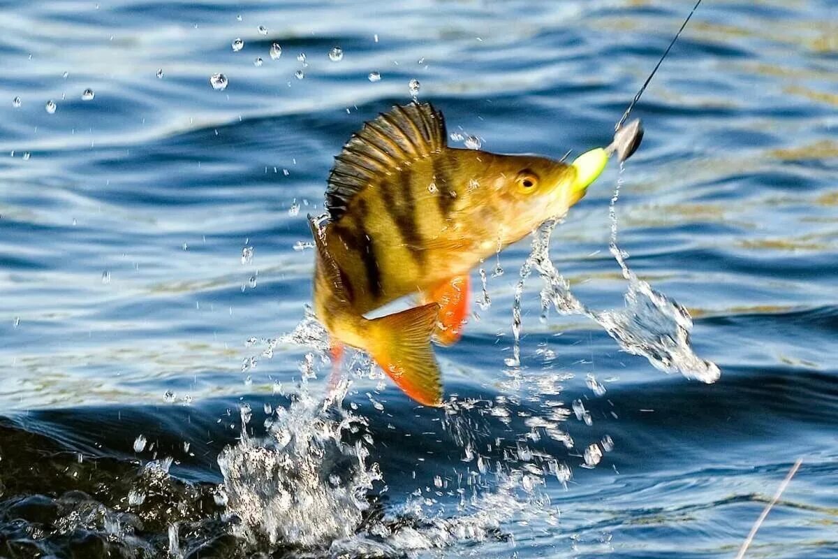 Включи рыбу ловить. Поппер на окуня. Рыба на крючке. Рыба выпрыгивает из воды. На что клюет рыба.