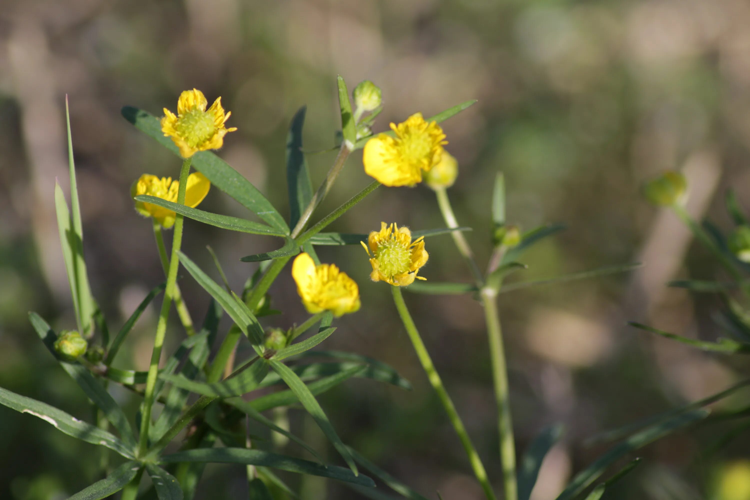 Лютик золотистый. Золотые лютики. Лютик Альпийский. Ranunculus auricomus.