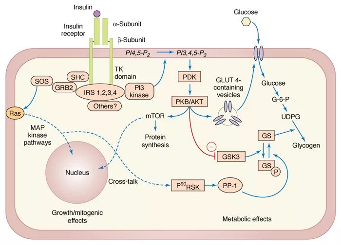 Участвует в синтезе инсулина. Механизм действия инсулина схема. Схема действия инсулина биохимия. Механизм действия инсулина биохимия. Схема глют 4 инсулин.