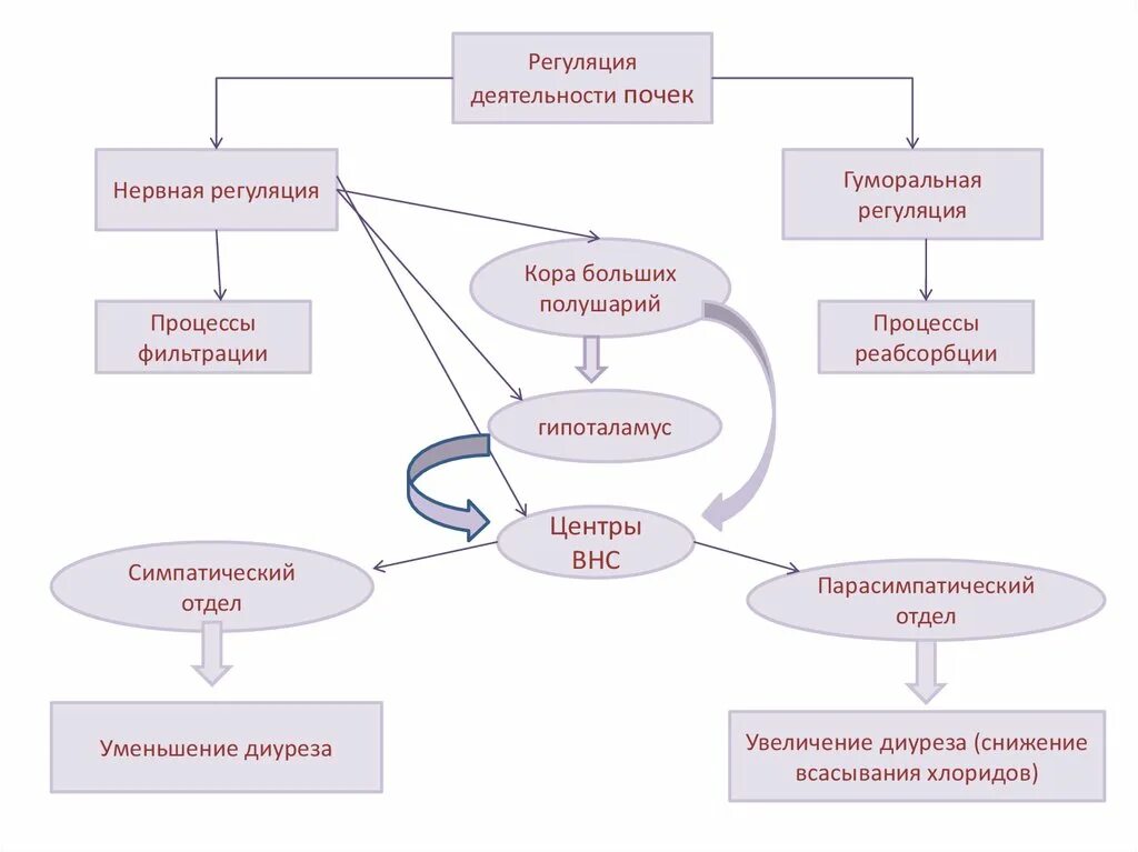 Как происходит регуляция работы почек гуморальным путем. Регуляция процесса фильтрации. Нервная регуляция фильтрации в почках. Регуляция деятельности почек. Гуморальная регуляция почек.