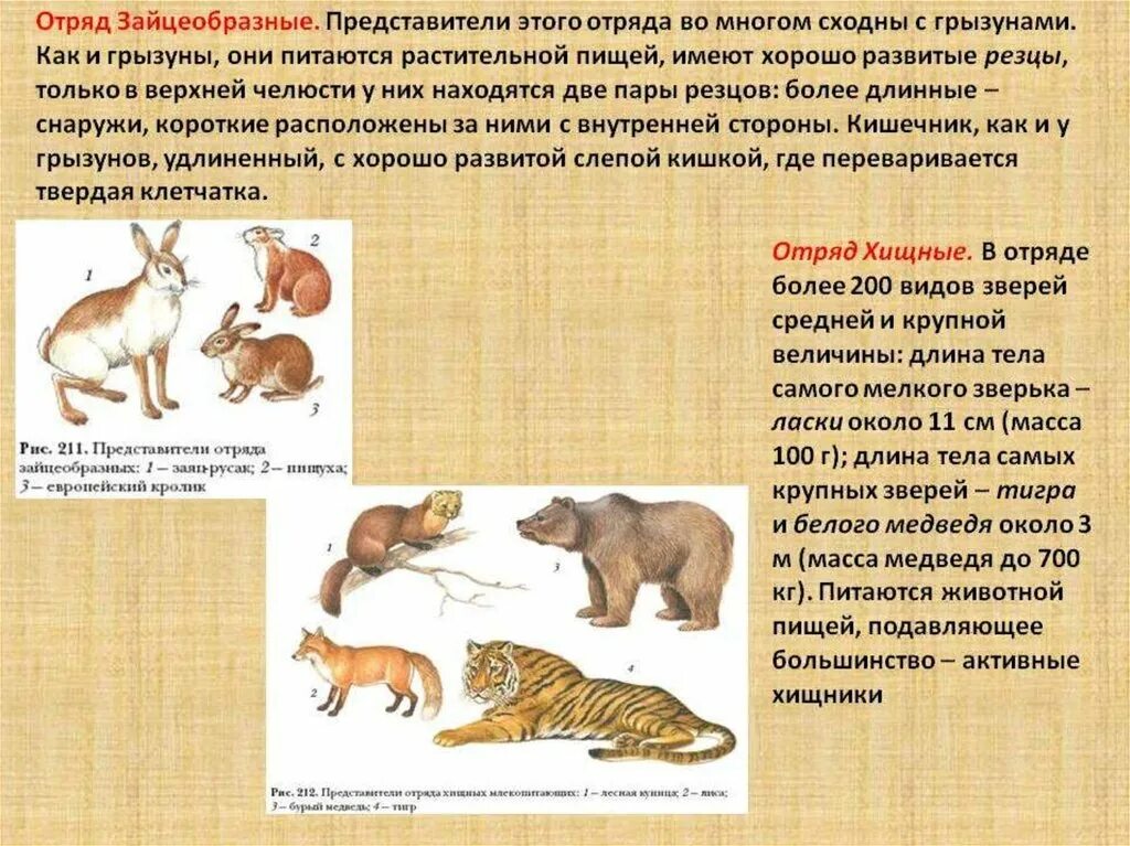 Млекопитающие отряд зайцеобразные представители. Представители отряда зайцеобразные класса млекопитающие. Зайцеобразные млекопитающие характеристика. Отряды млекопитающих 7 класс биология. Биология 7 класс контрольная по теме млекопитающие