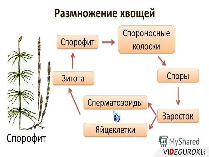 Размножение хвощевидных схема. Схема размножение отдела Хвощевидные. Размножение хвощей схема. Хвощевидные растения схема размножения. Плауны задания