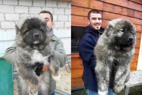 Грузинская кавказская овчарка. Кавказская овчарка оскал. Кавказская овчарка по прозвищу алмаз. Кавказец с большим. Хозяин кавказец.