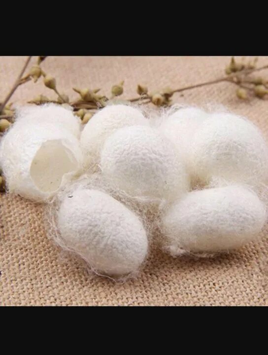 тутовый шелкопряд шелководство. тутовый шелкопряд шелководство. тутовый шелкопряд шелк. тутовый шелкопряд кокон. кокон тутового шелкопряда.