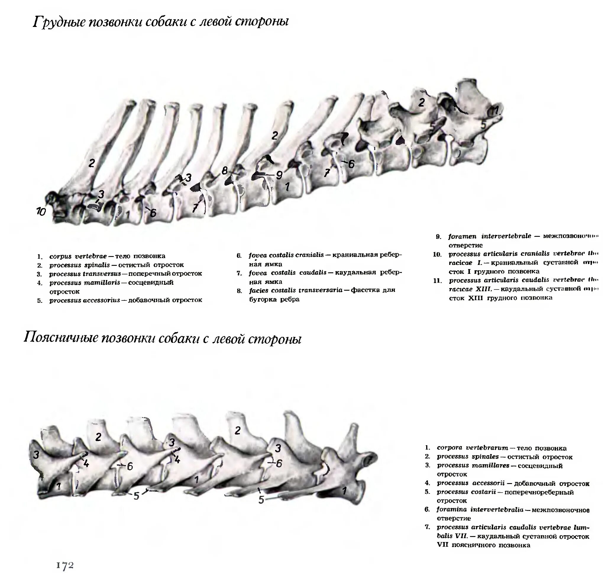 Особенности строения позвоночника собаки. Строение позвонков собаки. Сколько поясничных позвонков у КРС. Позвоночник собаки позвонки. Грудной позвонок строение анатомия животных.