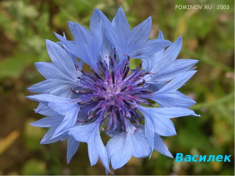 Василёк Боровой. Василёк Талиева. Василёк Талиева Centaurea TALIEW. Василек русский Centaurea ruthenica lam..