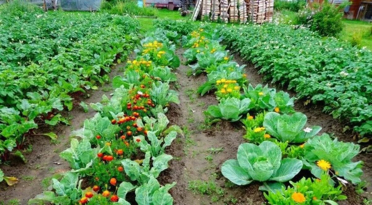 Можно ли посадить капусту рядом с кабачками