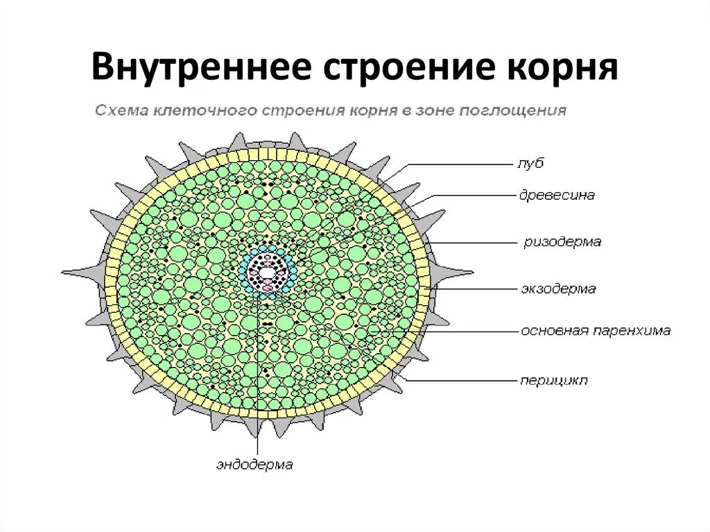 Срезы егэ. Внутреннее строение корня. Внешнее строение корня схема. Структура внутреннего строения корня. Поперечный срез корня в зоне проведения.