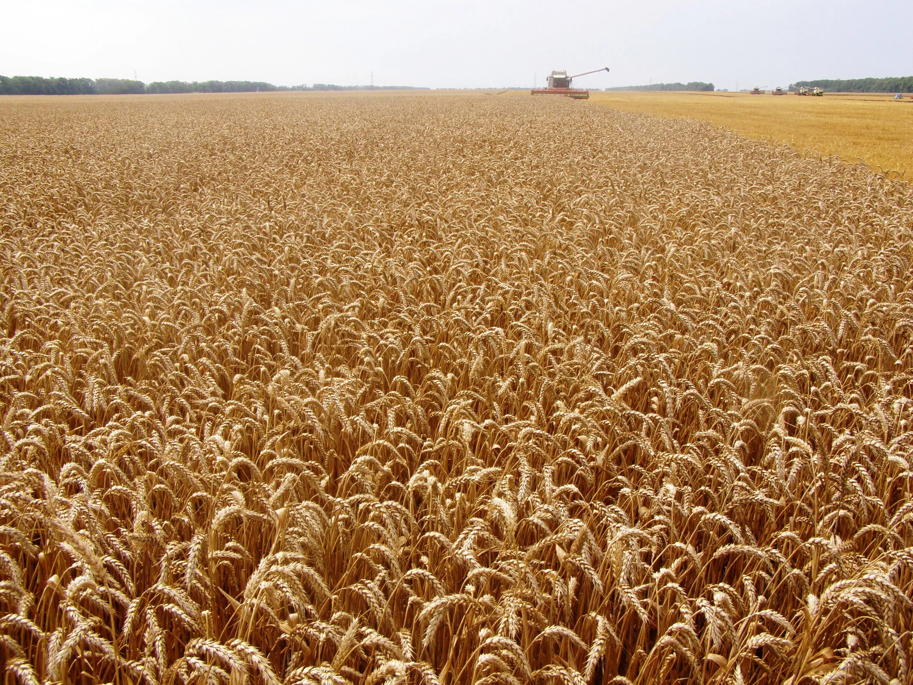 Производство злаковых. Урожай пшеницы. Пшеничное поле. Пшеничные поля Краснодарского края. Кубанское поле с пшеницей.
