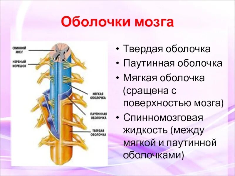 Тест по теме мозг 8 класс. Мягкая оболочка спинного мозга. Оболочки мозга. Мягкая и паутинная оболочка спинного мозга. Паутинная и мягкая мозговые оболочки.