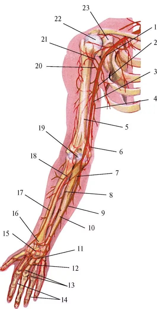 Кровоснабжение верхней конечности анатомия. Артерии верхней конечности схема. Плечевая артерия топография. Кровоснабжение предплечья анатомия. Кровообращение верхней конечности