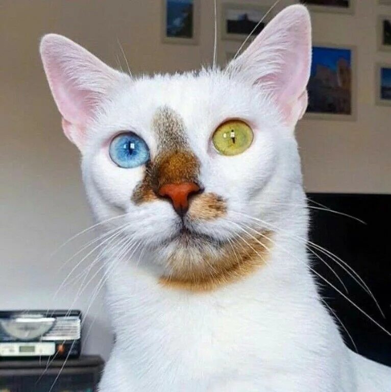 страшный кот. кот уилфред порода. кошку покрасили. коты с необычными мордочками. необычные котята.