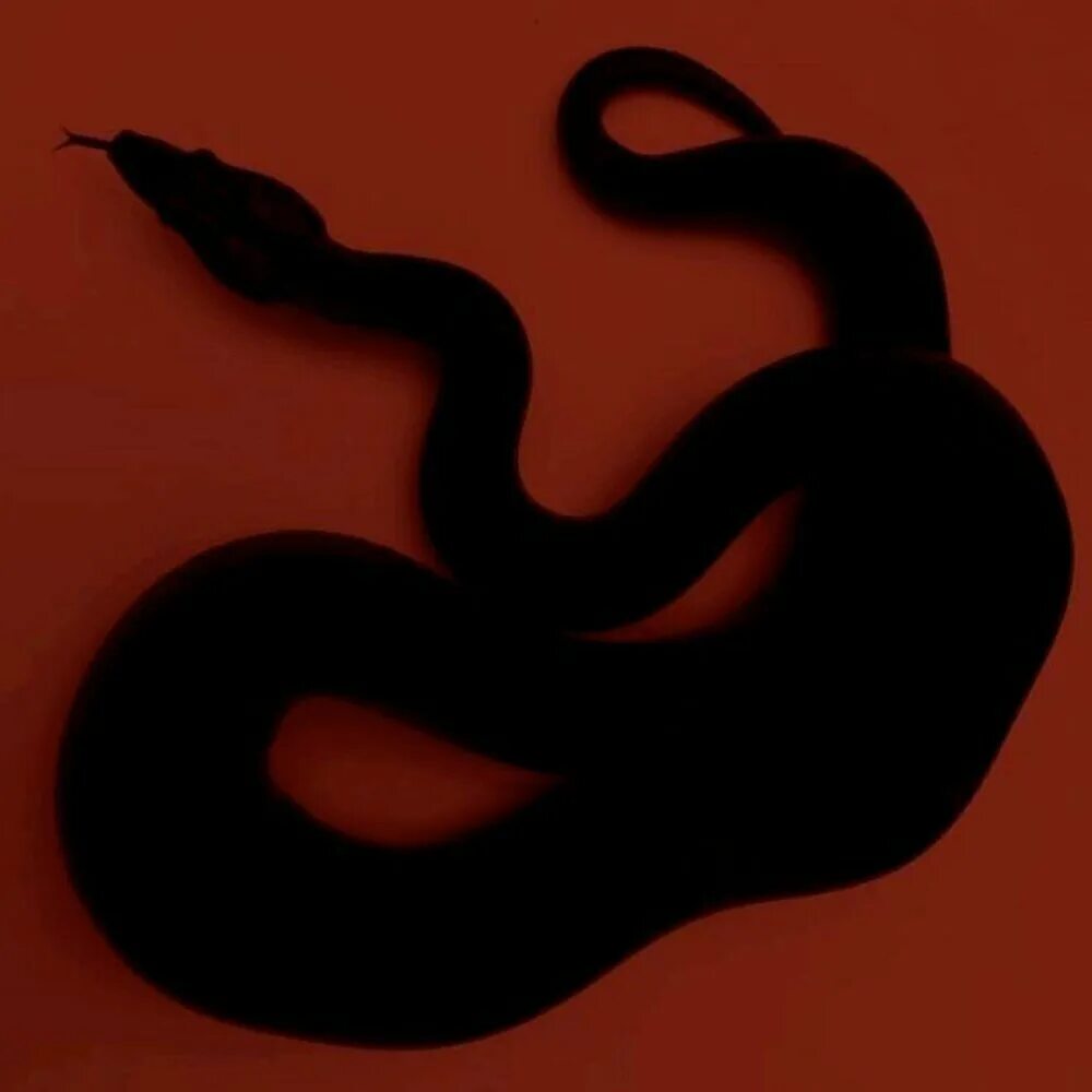 Кровь у змей. Эстетика черного и красного цвета. Змеи Эстетика. Красно черная змея. Темно бордовая змея.