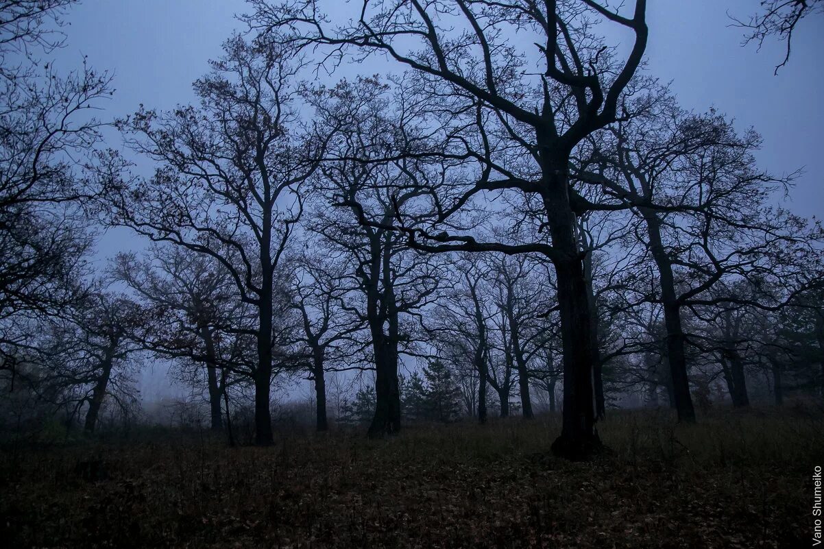 страшный лес. страшный ночной лес. ужасный лес. жуткое место в лесу. лес темный страшный.