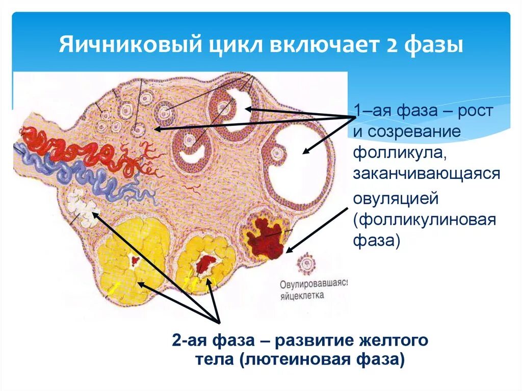Первая фаза яичникового цикла. Фазы цикла яичника. Яичниковый овариальный цикл. Фазы яичникового и маточного циклов. Фолликулы созревают в
