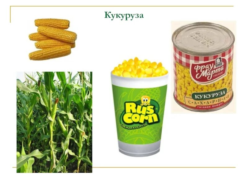 Дети кукурузы. Слово кукурузное. Горячая кукуруза. Слово кукурузное. Надпись кукуруза для детей.