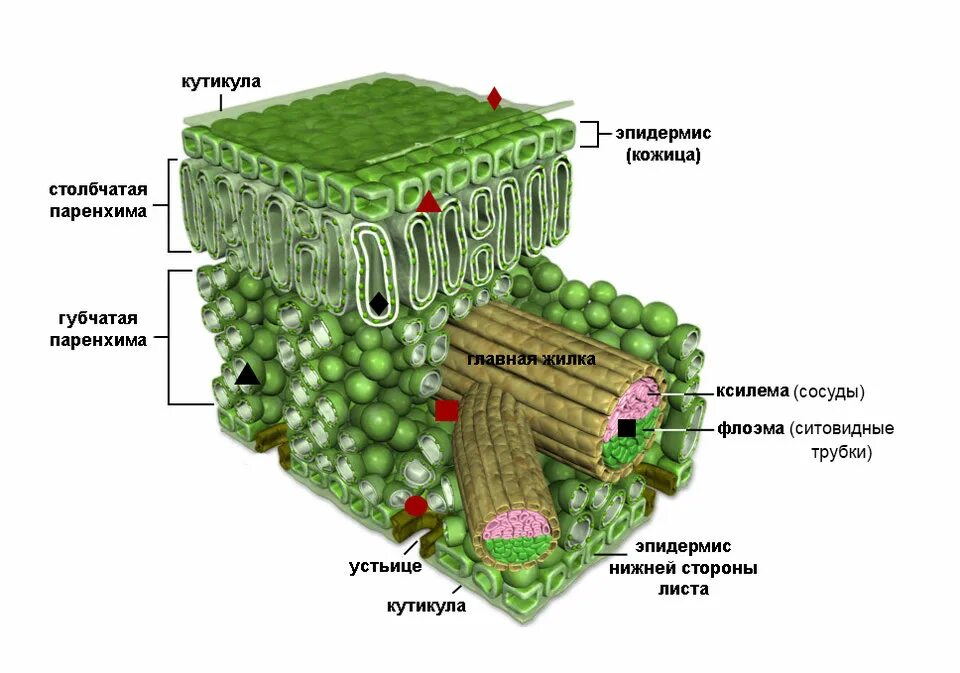 Мезофилл листа клетки. Мякоть листа мезофилл. Клетка мезофилла листа растения. Столбчатый и губчатый мезофилл. Мезофилл листа ткань.