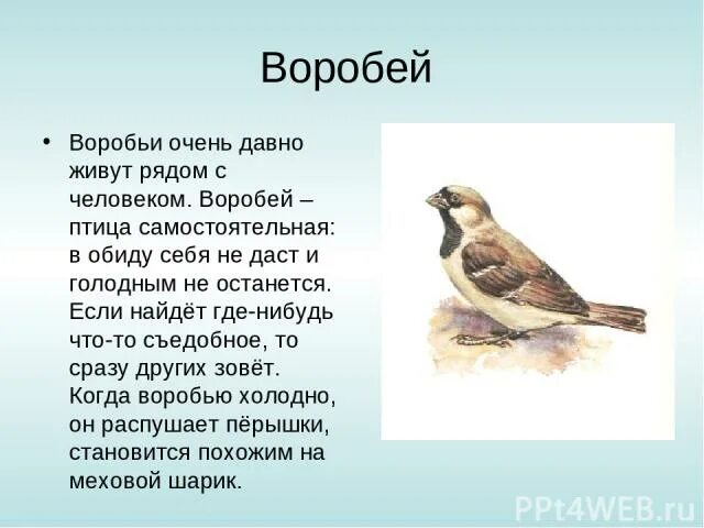 Рассказ про воробья 2 класс окружающий мир. Описание воробья. Сообщение о Воробье. Рассказ про воробья. Читать рассказ воробьи