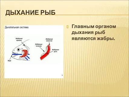 Укажите органы дыхания рыб