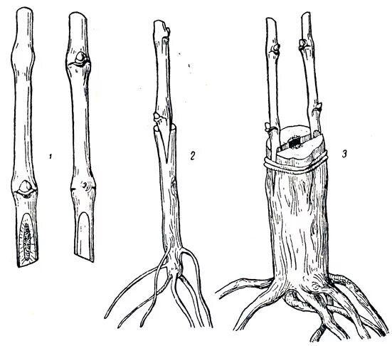 Двойная прививка яблони. Прививка яблони в расщеп на дичку. Двойная прививка привоя. Прививка яблони на дичку весной. Прививка яблони на дичку