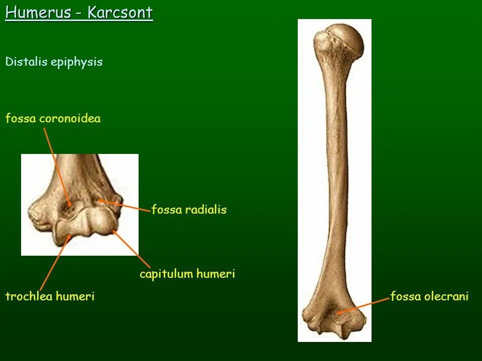 Плечевая кость латынь. Fossa olecrani кость. Плечевая кость эпифиз. Головка мыщелка плечевой кости, Capitulum Humeri. Os Humerus анатомия.