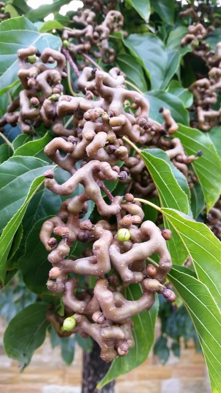 25 JAPANESE RAISIN TREE Edible Fruit Oriental Honey Flowers Hovenia Dulcis Seeds