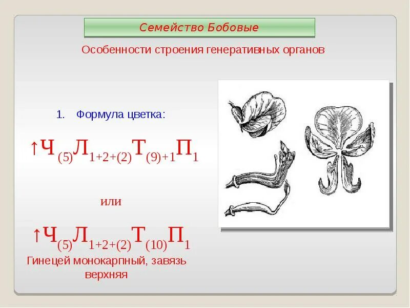 Формула ч л т п. Формула цветка ч5л1+2+2т9+1п1. Формула цветка горошка. Формула цветка растения ч5л1+2+ 2 т 9 +1п1. Формула цветка * ч (5) л(5) т(2)+(2)+1п (0) Тычиновские.