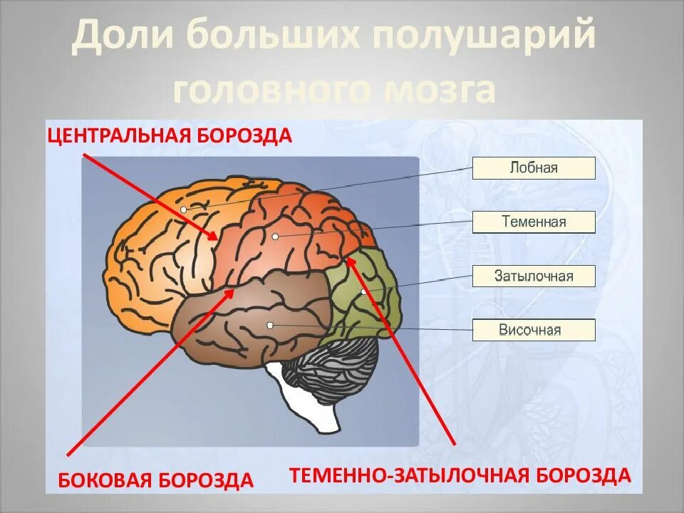 Расположение долей больших полушарий. Теменно затылочная борозда головного мозга. Доли большого полушария головного мозга. Nеменно-затылочная борозда. Теменнозатыдочная борозда.