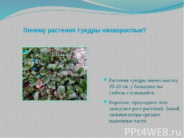 Почему растения есть. Почему растения в тундре низкорослые. почему растения. почему в тундре низкорослая растительность. причины замедления роста растений.