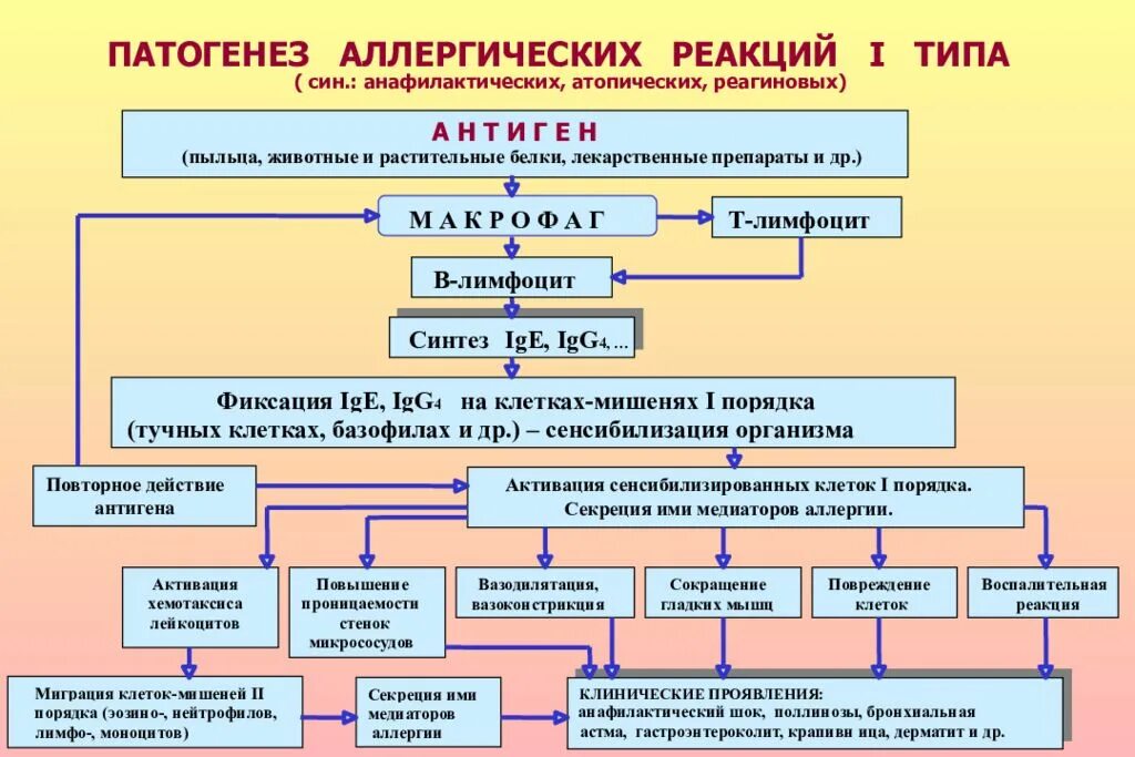 Патогенез анафилактоидного шока. Анафилактическая реакция патогенез. Механизм развития анафилактической реакции. Схема развития анафилактического шока.