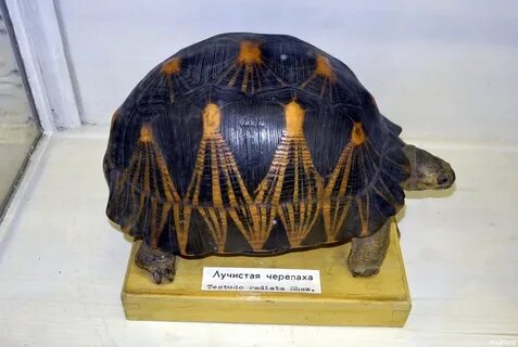 Музей черепах