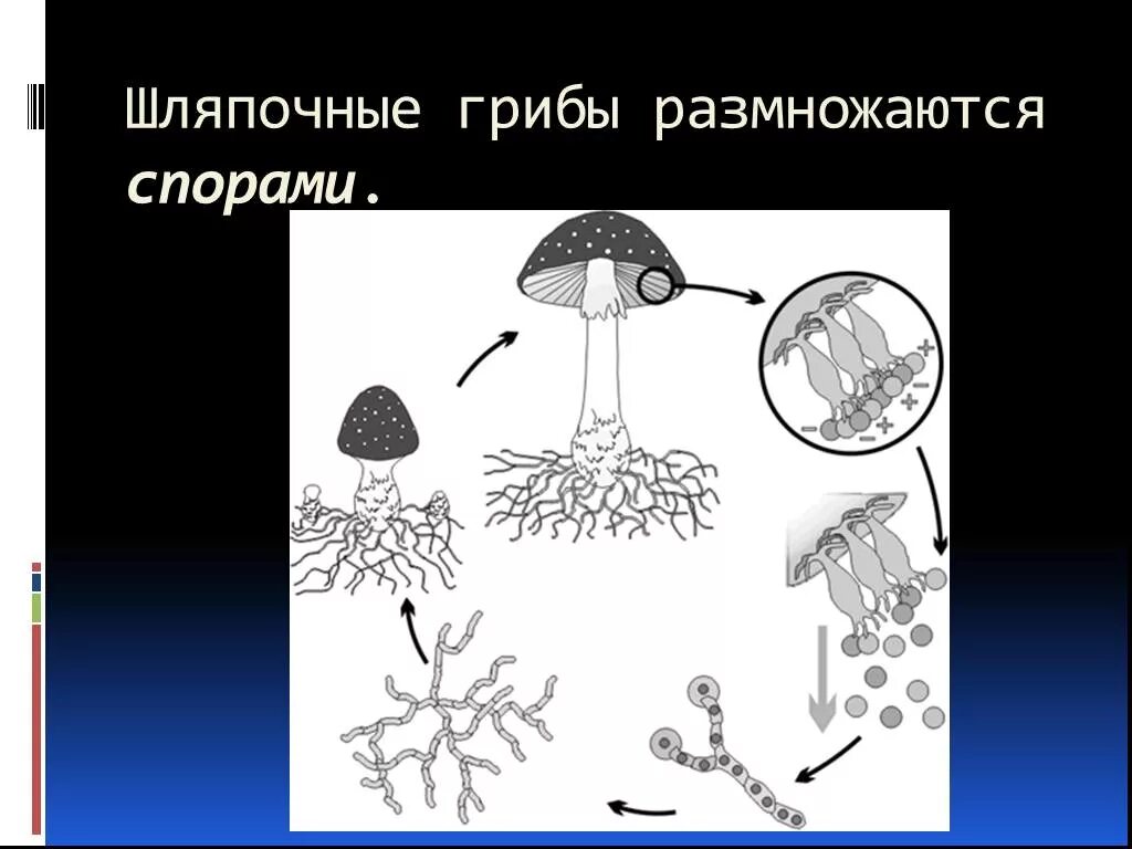 Размножение шляпочных грибов грибницей. Цикл размножения шляпочных грибов. Размножение шляпочных грибов схема. Размножение шляпочных грибов спорами. Споры грибов служат для